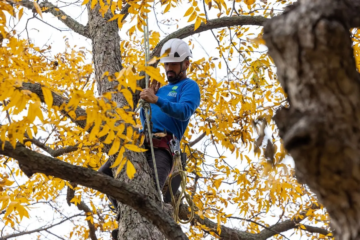 Skilled Tree Planing crew working in Fayetteville
